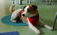 Hund Molle schaut sich in der Kita um