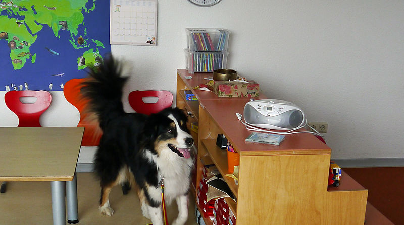 Hund Elvis