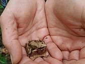 Bei einem Spaziergang im "Park am Fischerdorf" begegneten wir diesem Frosch. 