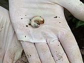 Auf den Spuren der Tierwelt beim Buddeln für Bäume.