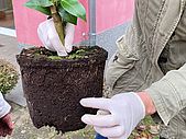 Durch das Projekt "Buddeln für Bäume" konnten wir einige Pflanzen anschaffen und gemeinsam mit den Kindern einpflanzen.